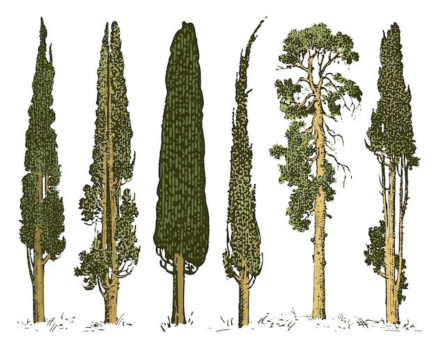 Вектор Большой набор гравированных, рисованной дерева включает в себя сосну, оливковое и кипарисовое, еловый лес изолированный объект.