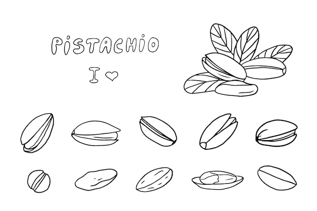 Vector big set of pistachios and pistachio shells in doodle style nuts nutrition hand drawn vector