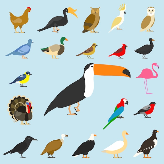 Big set of tropical, domestic and other birds, cardinal, flamingo, owls, eagles, bald, sea, parrot, goose. raven. sparrow. chicken. turkey. cockatoo. pigeon. toco toucan. hornbill. griffon. duck.