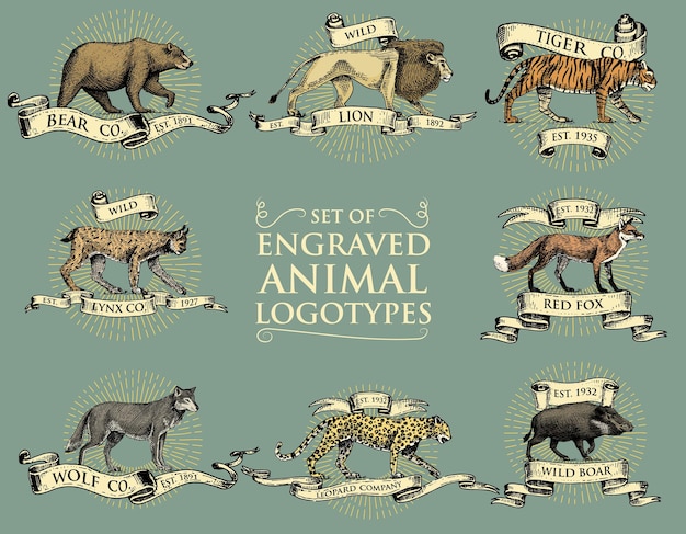 Vettore grande set di emblemi vintage loghi o distintivi con animali selvatici tigre leone re bobcat lince leopardo e cinghiale orso e lupo volpe rossa disegnata a mano incisa