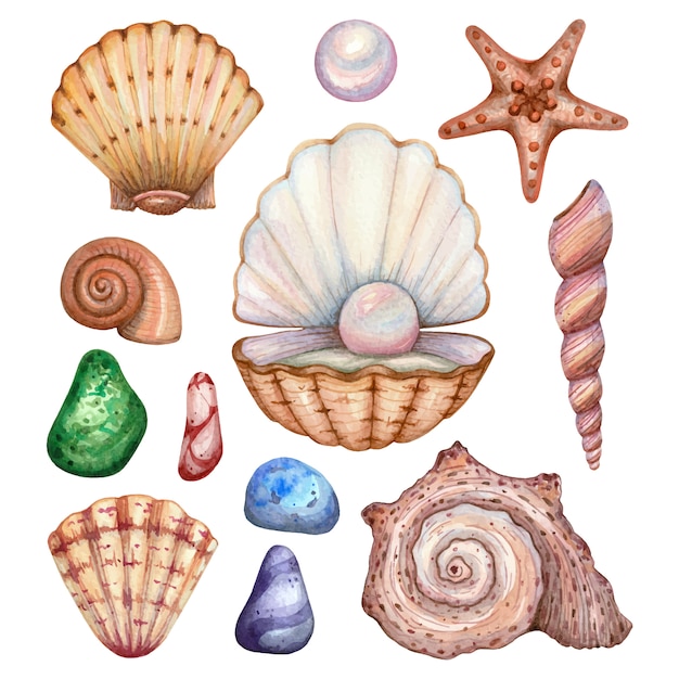 Vector Seashells set. Hand drawn illustration of sea Shells on isolated  background. Drawing of Scallop and Starfish on outline style. Sketch of  Cockleshell painted by black ink. Underwater line art. 27898984 Vector