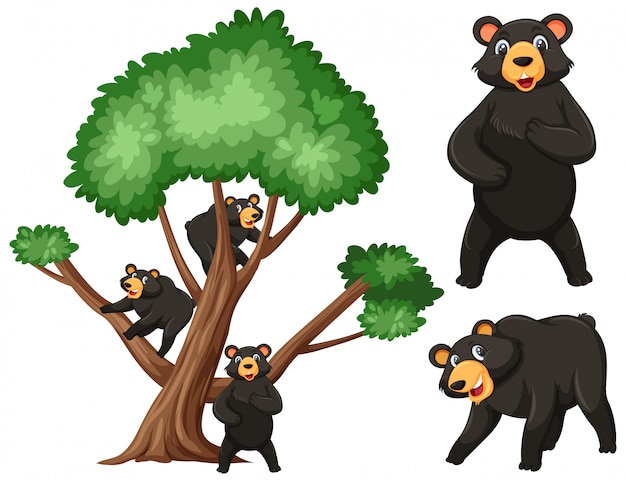 Большое дерево и черные медведи