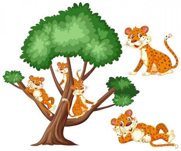 Big tree and many tigers isolated