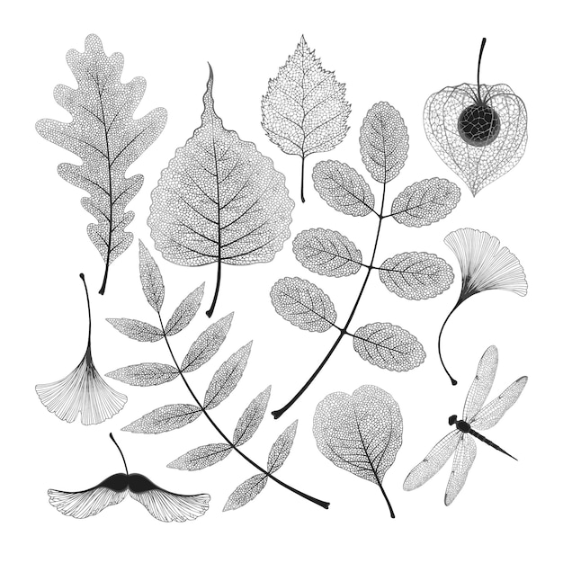 Big vector set of high detailed skeleton leaves on white background