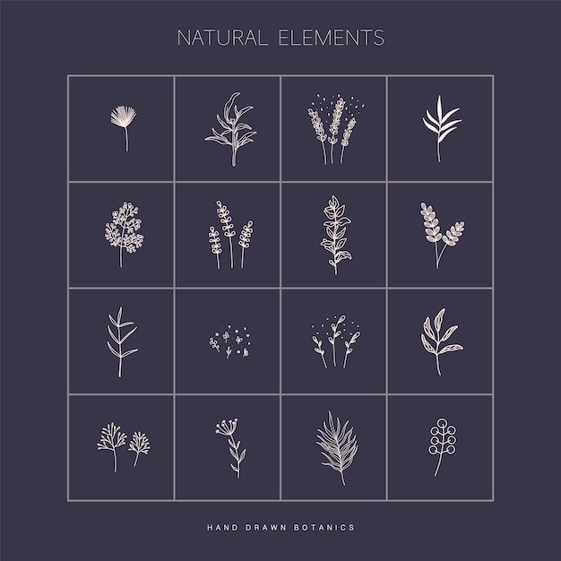 Big vector set with botanical elements in hand drawn style