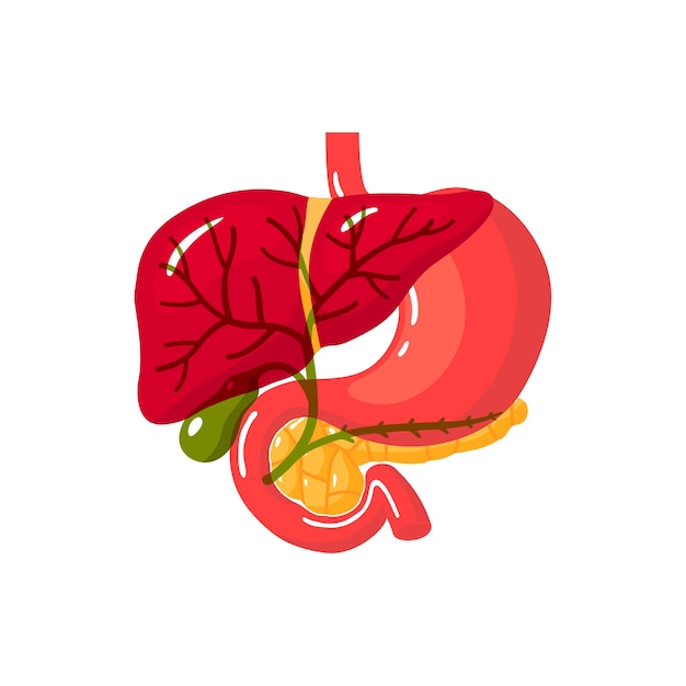 Bile duct of a human. illustration in flat style