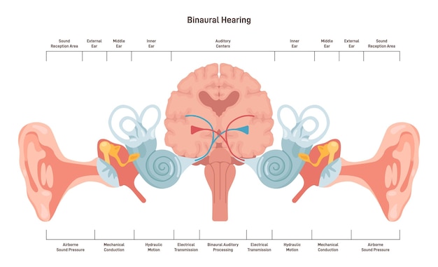 Vector binauraal horen menselijk vermogen om met twee oren te horen gehoorpaden