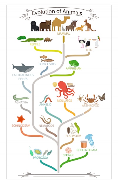 Biological evolution animals scheme