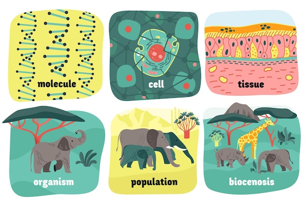 ベクトル 生物学的階層動物の構成