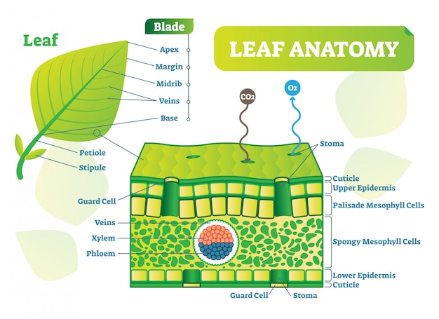 Biological leaf anatomy vector illustration diagram