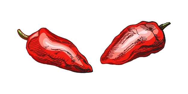 Biologisch voedsel hand getrokken gekleurde vectorschets van paprika