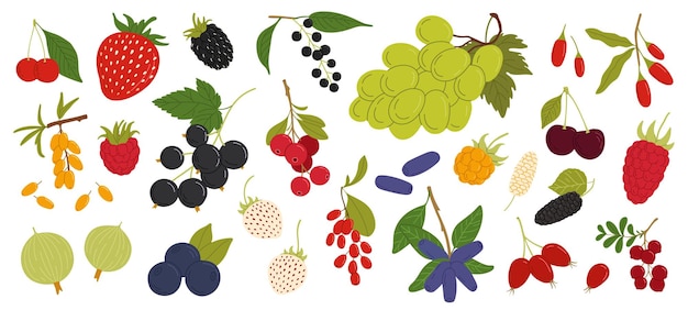 Biologische rijpe bessen framboos of bosbessen met aardbeien en bramen vector oogst Bosbessen cranberry met tuinkers en aalbes kruisbes zwarte bes en druif
