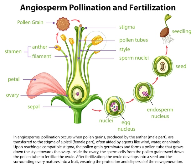 Вектор Объяснение биологии опыления и оплодотворения покрытосеменных растений