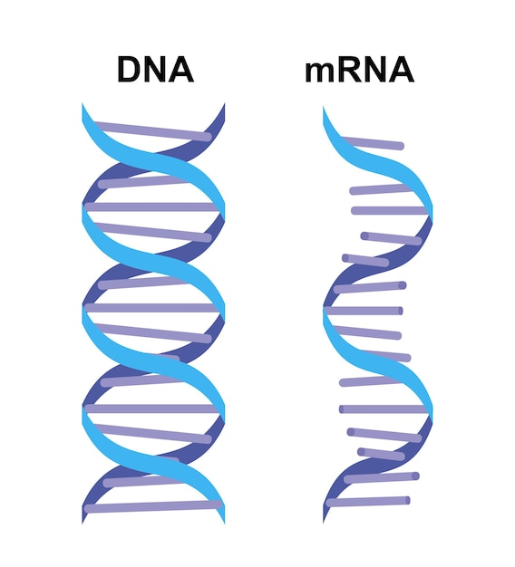 Biomarkers DNA mRNA Proteïnen afbeelding Structurele chemische formule en molecuulmodel Ontwerpset