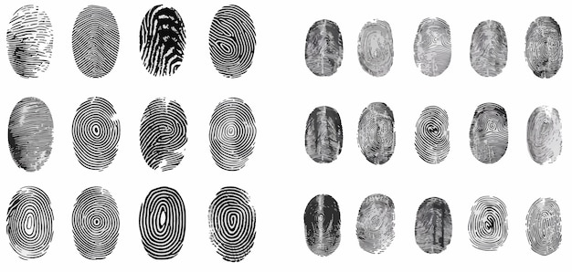 Vector biometric human fingerprints unique thumb lines imprint