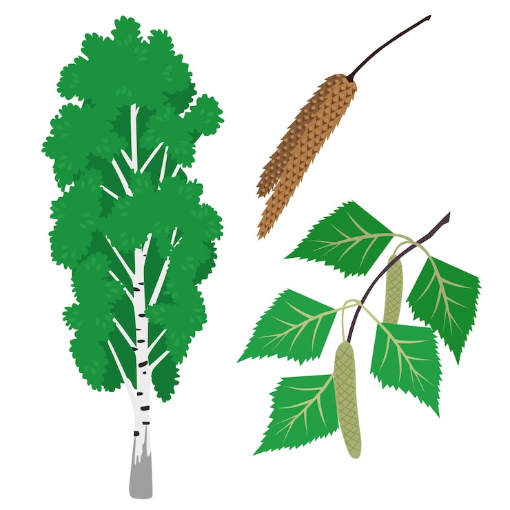 Вектор береза betula l весенняя или летняя зеленая листва цветное векторное изображение на белом фоне