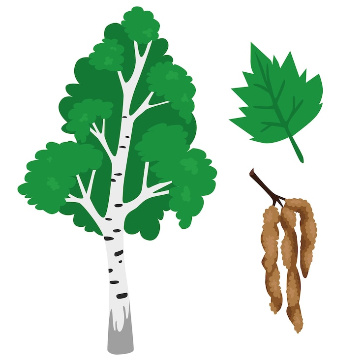 Вектор береза betula l весенняя или летняя зеленая листва цветное векторное изображение на белом фоне
