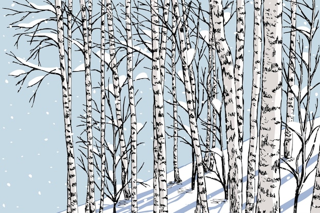 Birch grove in the winter