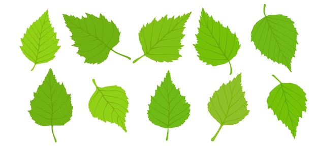 Birch leaves on a white background spring background vector illustration