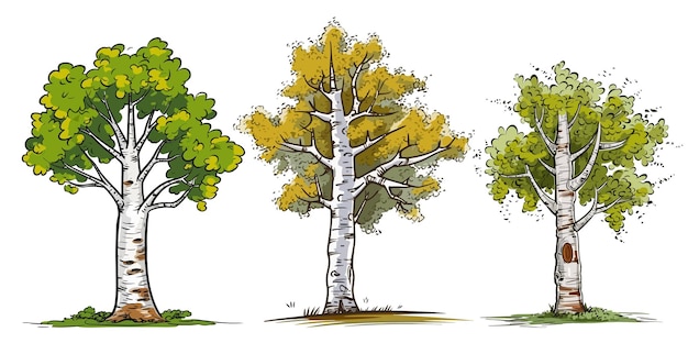 Premium Vector | Birch tree set in isolated white background birch tree  clip art collection