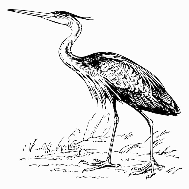 조류 ardea purpurea