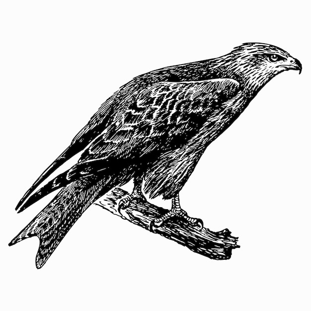 Vector bird black kite