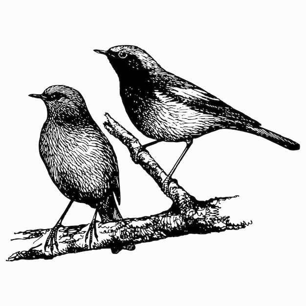 Vector bird black redstart