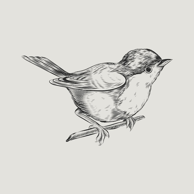 Vector bird or bullfinch vintage engraving style