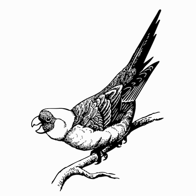 Vettore uccello canuporsis carolinensis