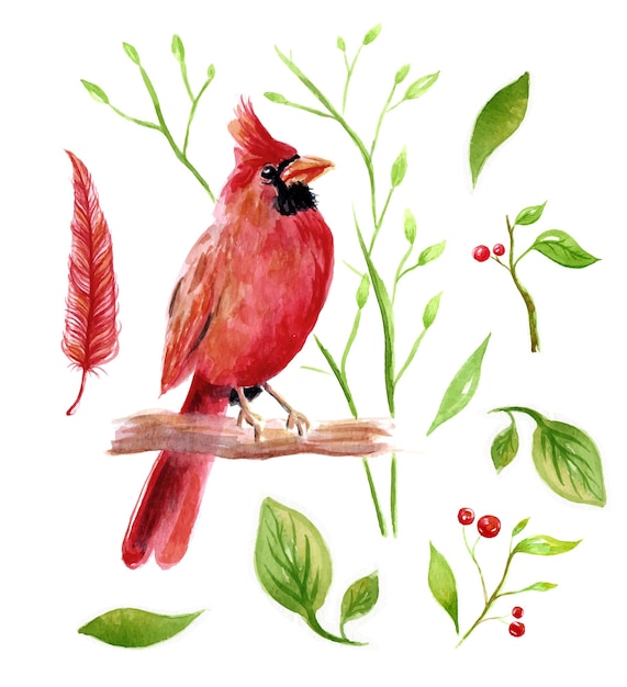 Bird cardinal watercolor