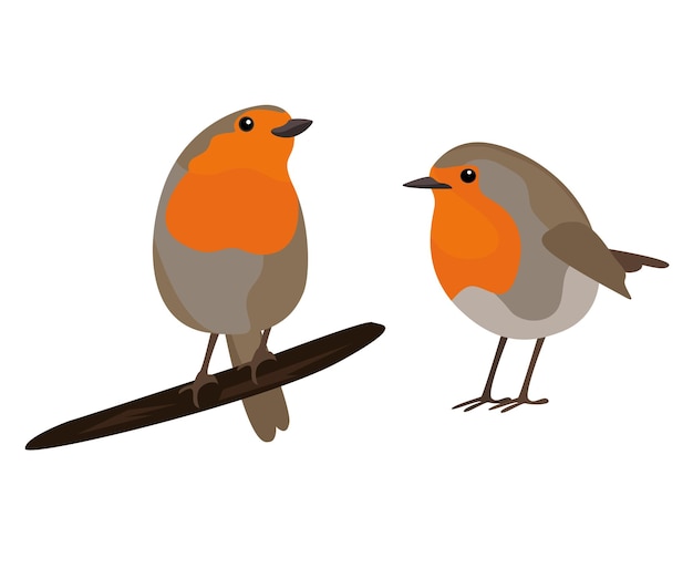 Vector bird collection illustration robin