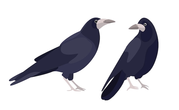 Bird collection illustration rook