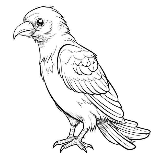 Bird coloring pages vector animals