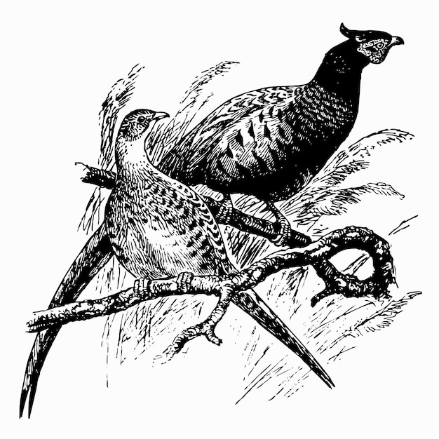 Vector bird common pheasant