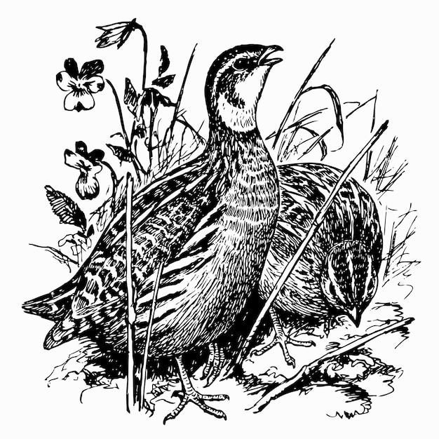 Bird Common Quail