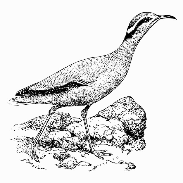 Bird Cream-colored Courser