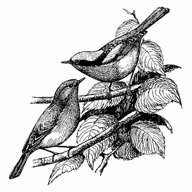 Bird Eversmann's Redstart