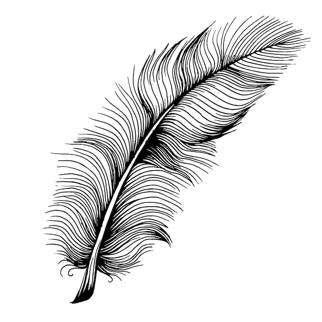 Bird feather from wing isolated.  