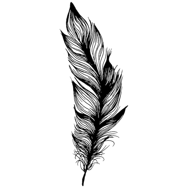 Vector bird feather from wing isolated.