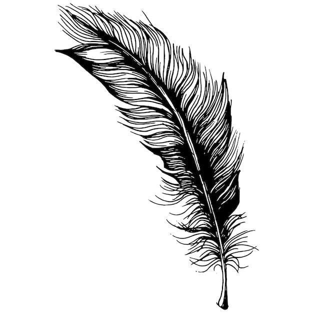 Bird feather from wing isolated.  