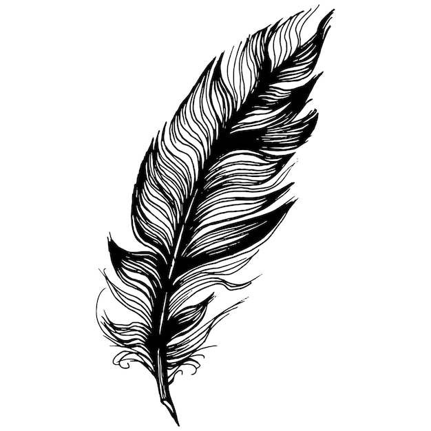 Bird feather from wing isolated.  