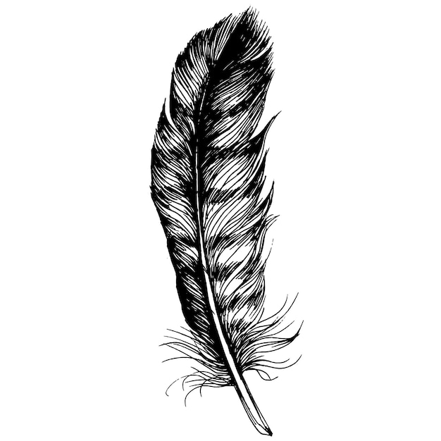 Bird feather from wing isolated.  
