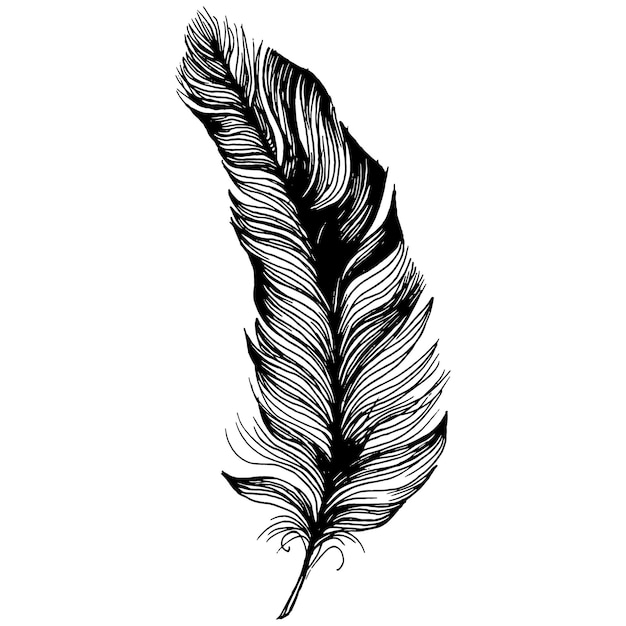 Bird feather from wing isolated.  