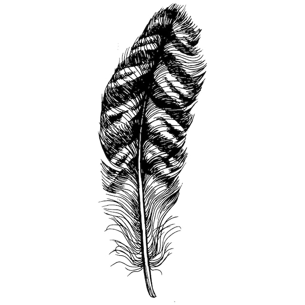 Vector bird feather from wing isolated.