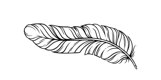 Bird feather for a quill curvy fluffy feather isolated in white background hand drawn vector