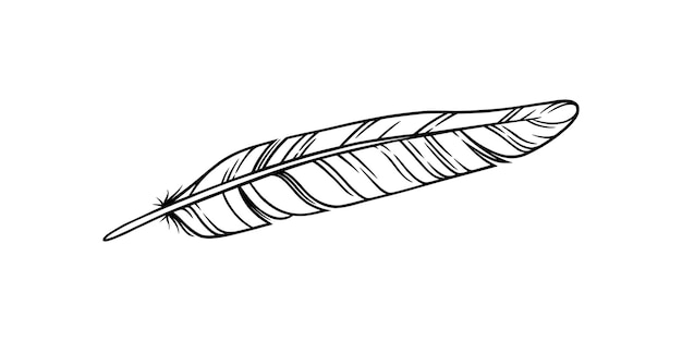 Vector bird feather for a quill sketch feather illustration for a tattoo design