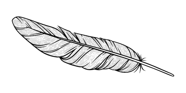 Bird feather sketch eagle decorative feather isolated in white background vector illustration