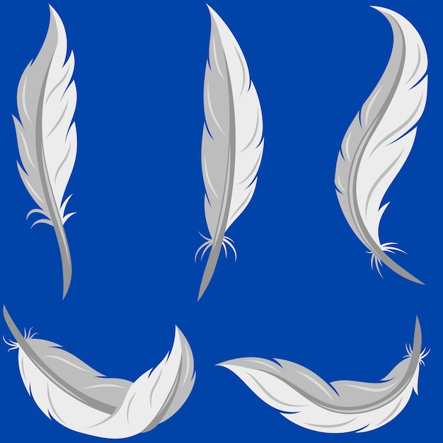 Bird feather vector design