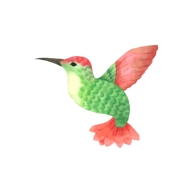 Vector bird flying watercolor, green and red bird hand drawn painted for greeting card