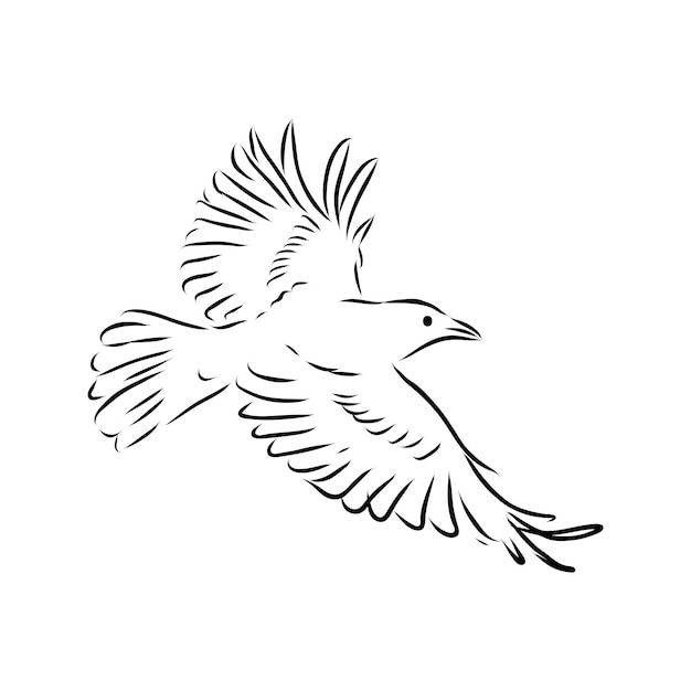 Vettore illustrazione di uccello uccello nero vettore uccello schizzo illustrazione animale